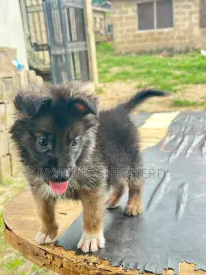 1-3 months Male Purebred German Shepherd