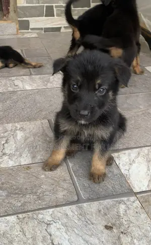 0-1 month Male Purebred German Shepherd
