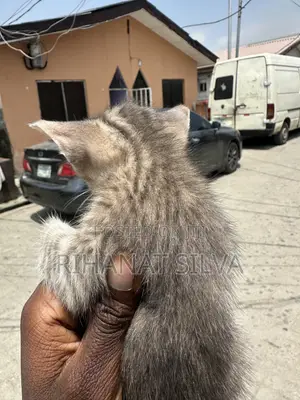 0-1 month Male Mixed Breed Tabby