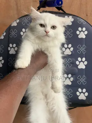 1-3 months Male Purebred Persian