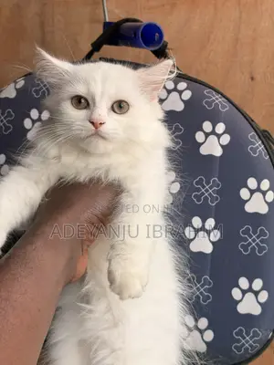 1-3 months Male Purebred Persian