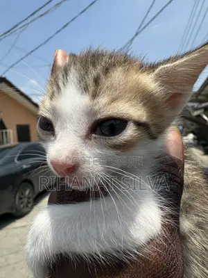 0-1 month Male Mixed Breed Singapura