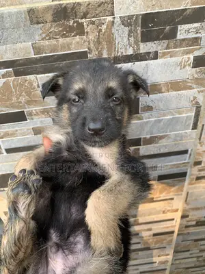 0-1 month Male Purebred German Shepherd