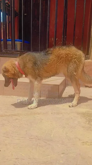 6-12 months Female Mixed Breed Caucasian Shepherd