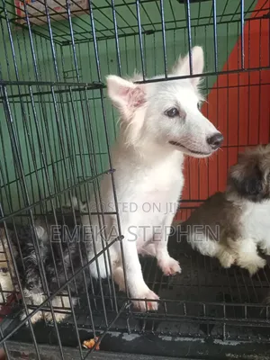 1-3 months Male Purebred American Eskimo