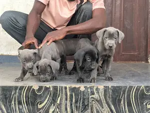 1-3 months Female Purebred Cane Corso