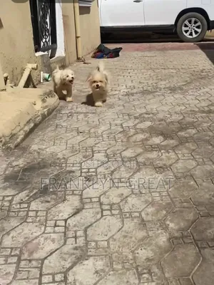 3-6 months Female Purebred Lhasa Apso