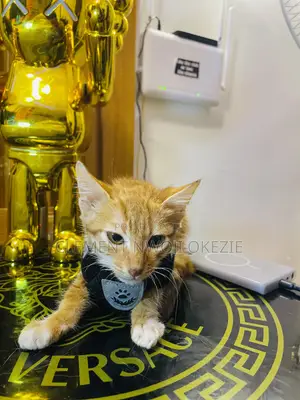 1-3 months Male Purebred Tabby