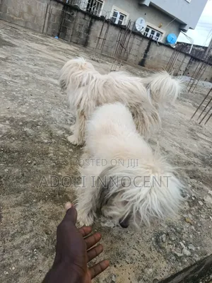 1+ year Female Purebred Lhasa Apso