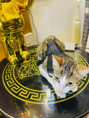 1+ year Female Purebred Tabby
