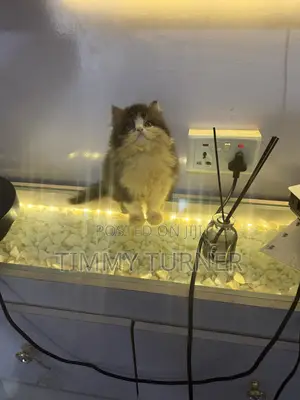 1-3 months Male Purebred Persian
