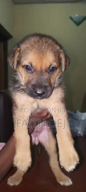1-3 months Female Purebred German Shepherd