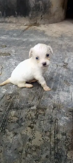 0-1 month Female Purebred Lhasa Apso