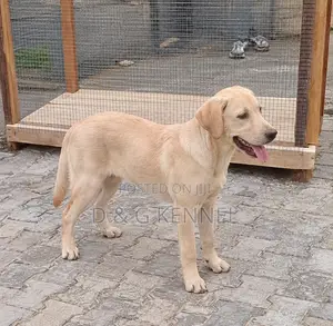 3-6 months Female Purebred Labrador Retriever