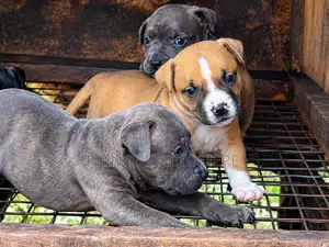 1-3 months Female Purebred American Bully