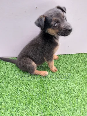 1-3 months Female Purebred German Shepherd