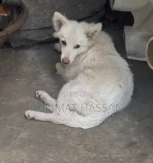 1-3 months Male Purebred American Eskimo
