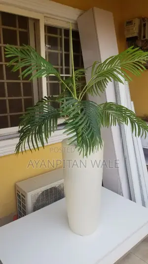 Indoor and Outdoor Plant