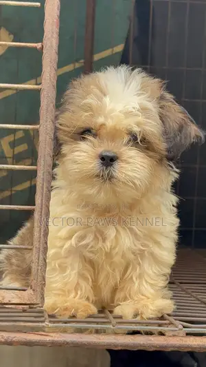 1-3 months Male Purebred Lhasa Apso
