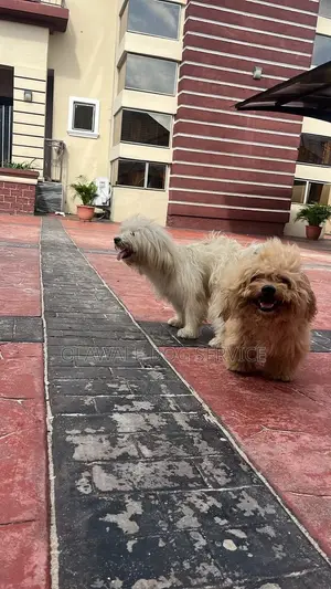 0-1 month Female Purebred Lhasa Apso