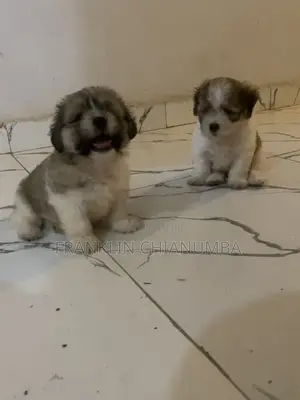 1-3 months Female Purebred Lhasa Apso