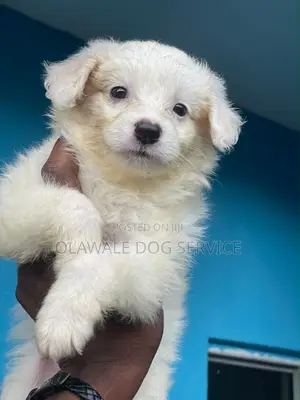 1-3 months Female Purebred Lhasa Apso