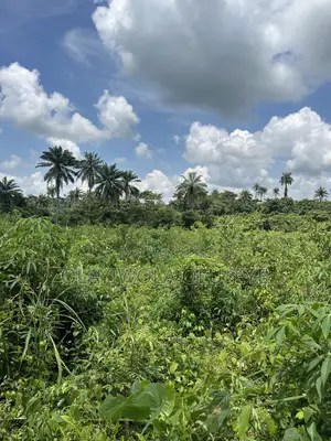 20 Acres of Good Farmland Is Available in Ogun State