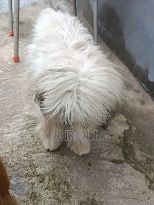 1+ year Male Purebred Lhasa Apso