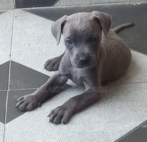 1-3 months Female Purebred Boerboel