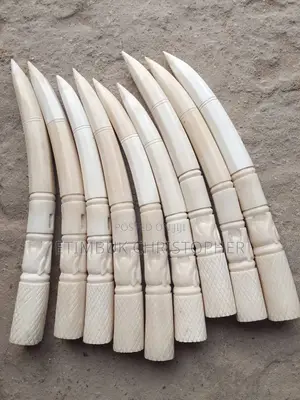 Authentic Carved Traditional Title Horn