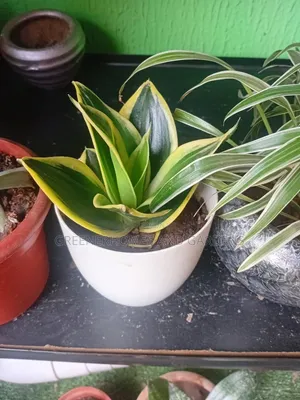 Snake Plant