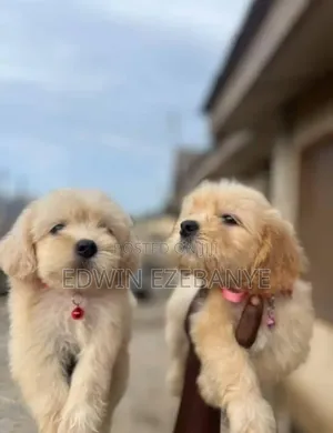 1-3 months Female Purebred Lhasa Apso