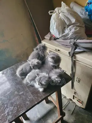 1-3 months Female Purebred Persian
