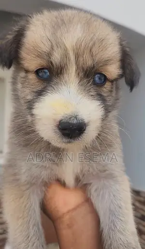 0-1 month Female Mixed Breed Siberian Husky