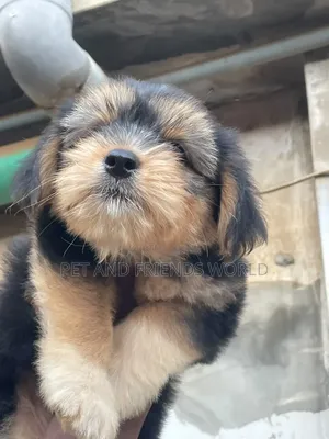 1-3 months Male Purebred Lhasa Apso