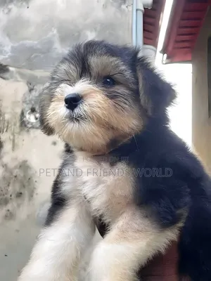 1-3 months Male Purebred Lhasa Apso