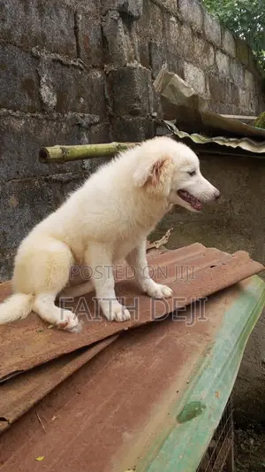 1-3 months Female Purebred American Eskimo