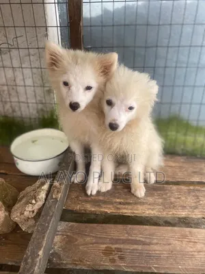 3-6 months Male Purebred American Eskimo