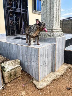 1+ year Female Purebred French Bulldog