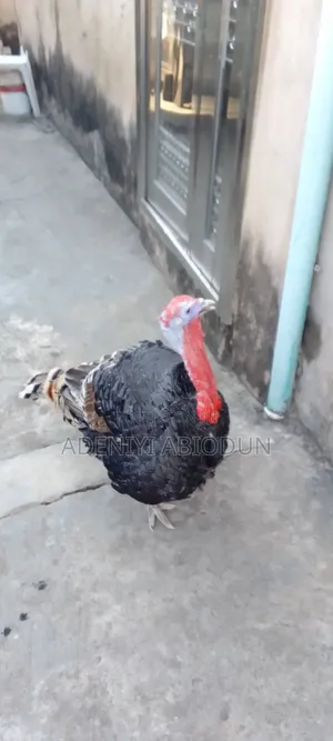A Matured Local Male Turkey for Sale