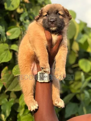 1-3 months Female Purebred Caucasian Shepherd