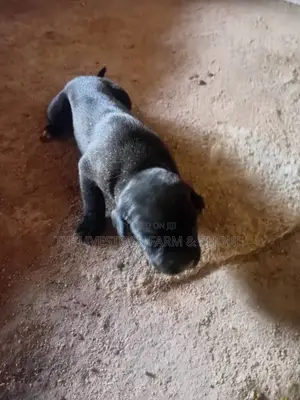 0-1 month Female Purebred Cane Corso