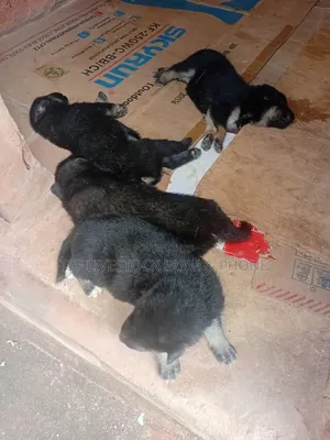 0-1 month Female Purebred German Shepherd