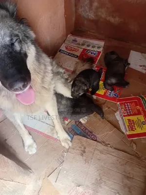 0-1 month Male Purebred Caucasian Shepherd