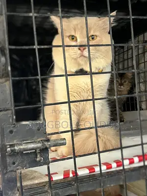 1+ year Male Purebred Persian