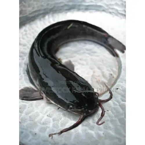 Catfish Available