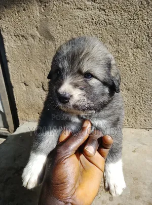 1-3 months Female Purebred Caucasian Shepherd