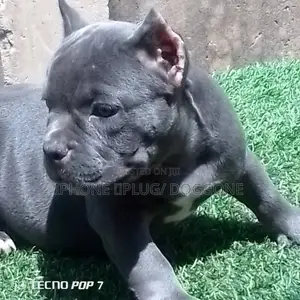 1-3 months Female Purebred American Bully