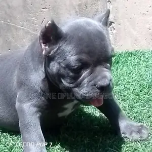 1-3 months Female Purebred American Bully