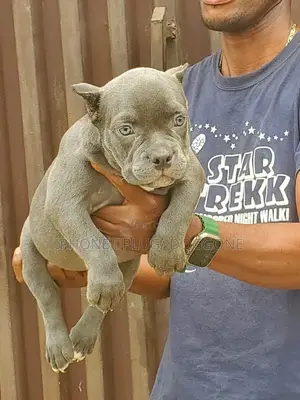 1-3 months Female Purebred American Bully